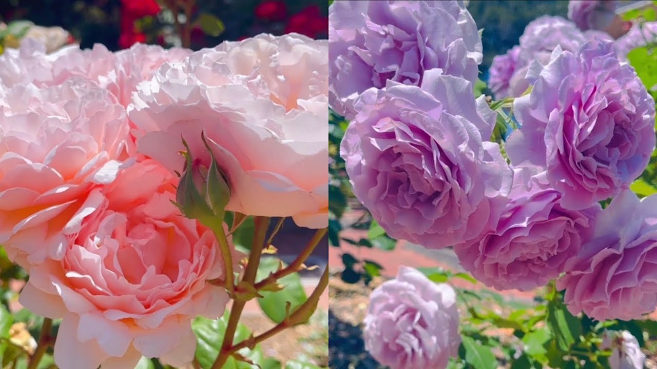 San Mateo Rose Garden~ Wollerton Old Hall, Strawberry Hill, Golden Celebration And More 5/28/22