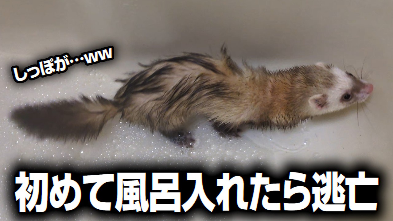 【フェレット】ホールデンフェレット おこげさん 初めてのお風呂