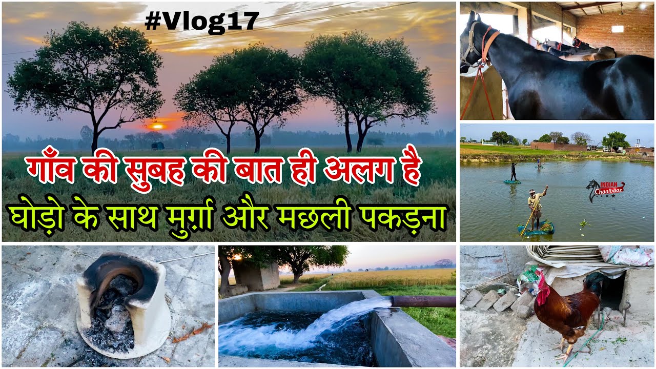 गाँव की सुबह की बात ही अलग है घोड़ो के साथ मुर्ग़ा और मछली पकड़ना #vlog #dailyvlog