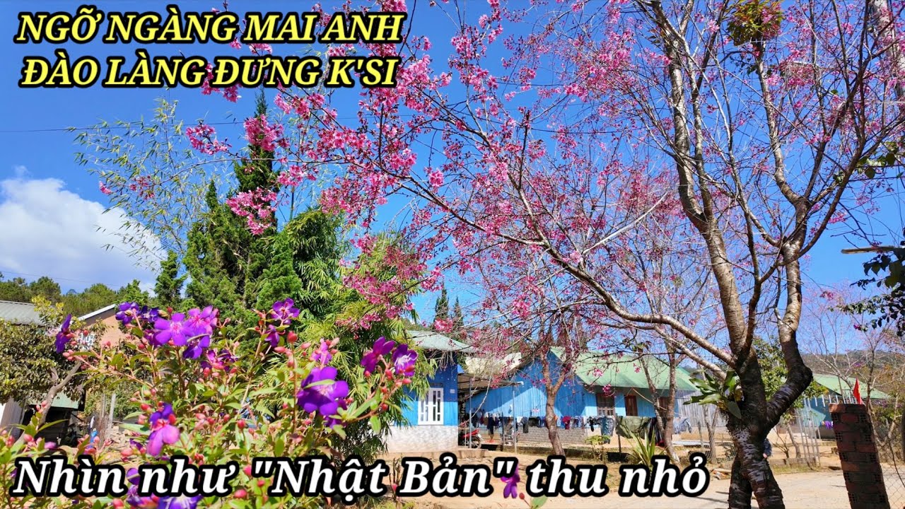 Ngỡ ngàng làng Đưng K'Si nhiều Mai Anh Đào đẹp ven Đà Lạt