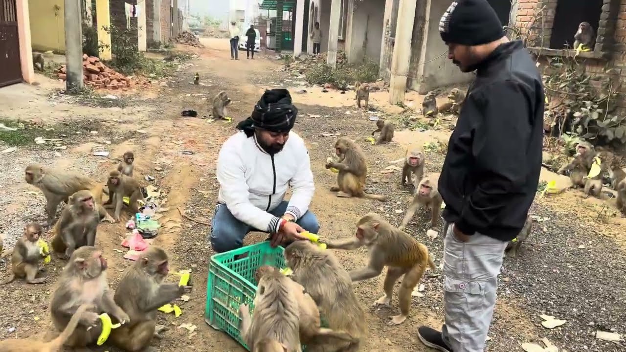 #vlog bandro ne ham par hamla kar diya #monkey #shorts #kunalijoshi #funny #helping 