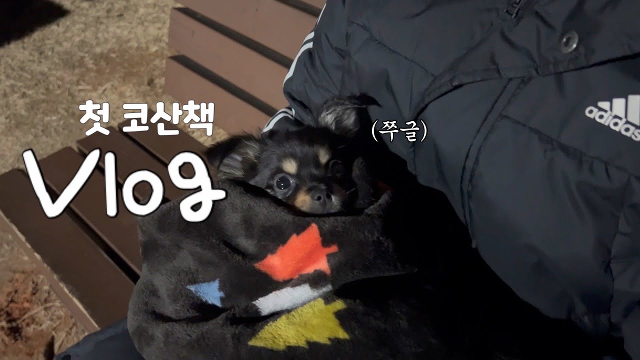 VLOG | 포인핸드 | 유기견 | 접종 후 첫 코산책