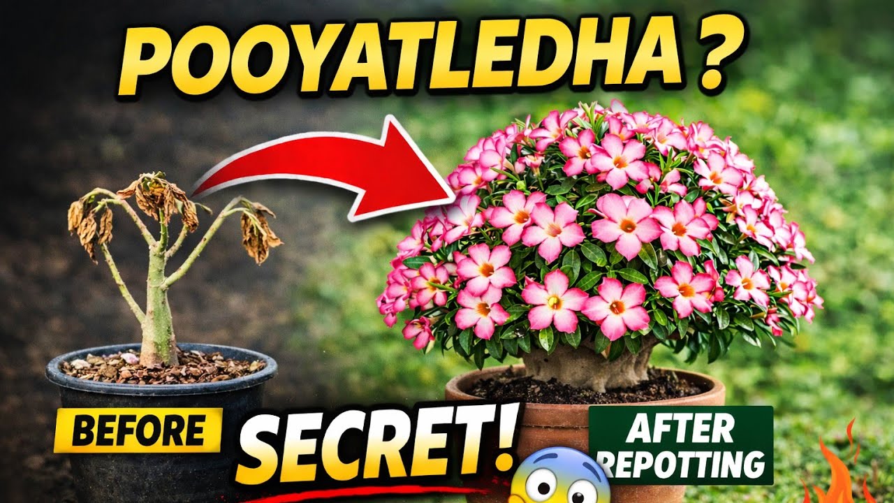 ADENIUMS POTTING IN TELUGU|GARDEN MANIA WITH MOHAN |Hyderabadadeniums |YouTube