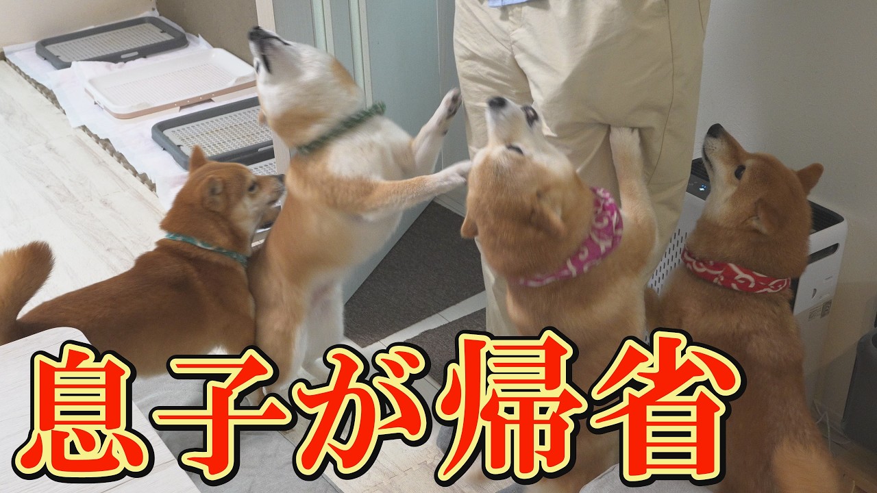 入院した柴犬を心配し、息子が突然の帰省。大パニックになり大喜びする柴犬達が可愛すぎました。