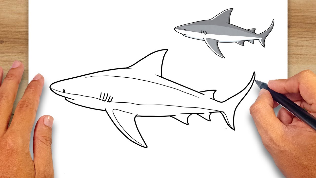 How to draw Bull Shark - Easy Drawing for Kids & Beginners