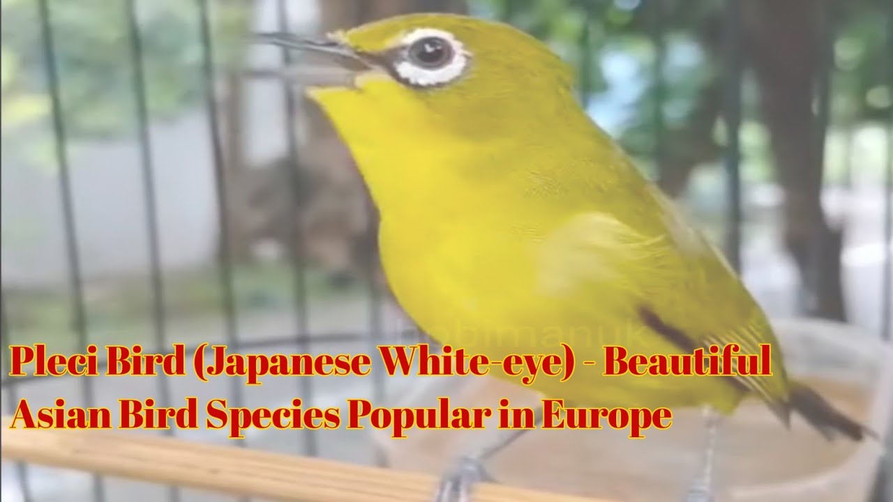 Pleci Bird (Japanese White-eye) - Beautiful Asian Bird Species Popular in Europe