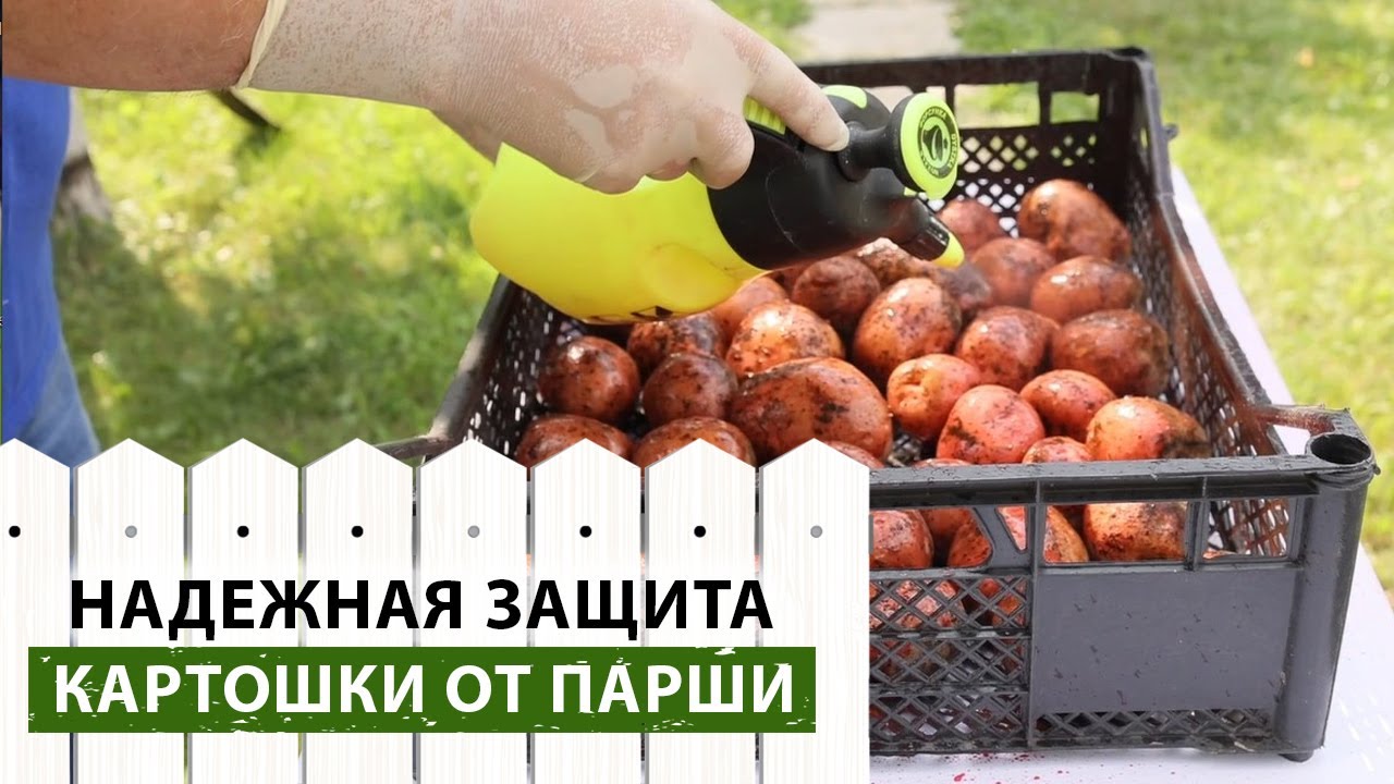 Как спасти картошку от парши? Срочно сделайте это перед посадкой! Как вырастить картофель?