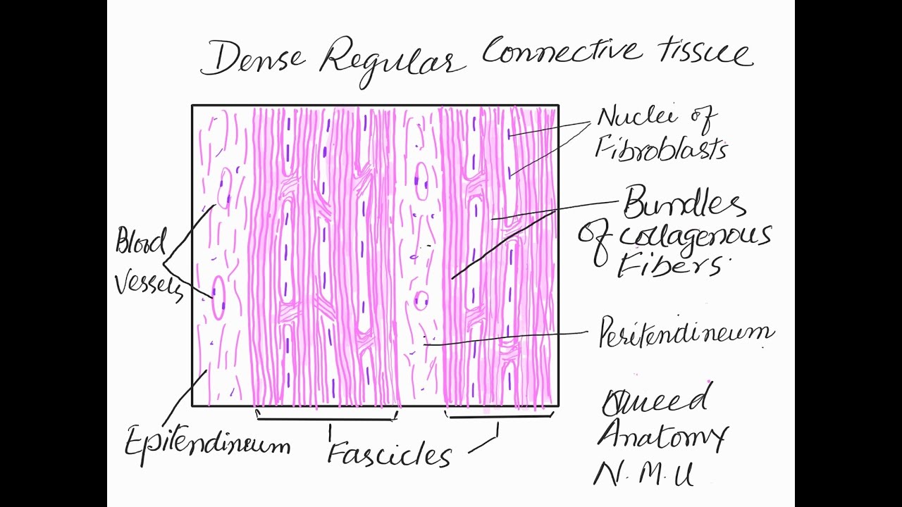 Learn to make Dense regular connective tissue