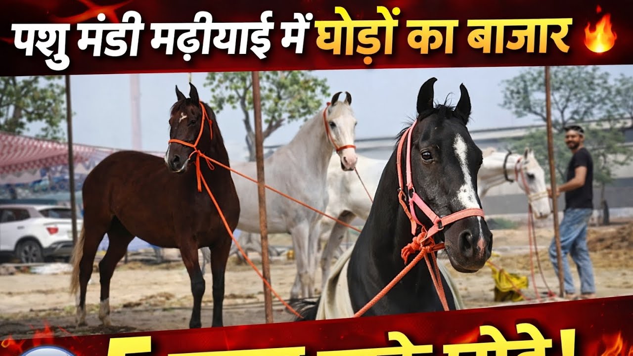 मढ़ीयाई पशु मंडी में लगा घोड़ों का बड़ा बाजार | 5 लाख तक के तगड़े घोड़े 🐎