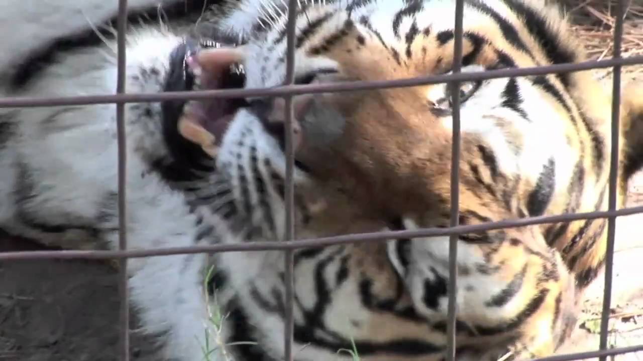 Funny Tiger Yawn :)