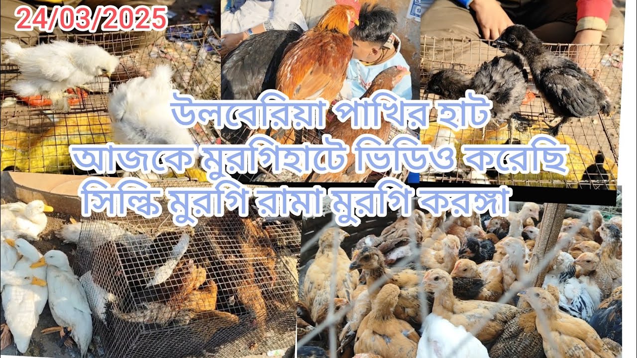 উলুবেড়িয়া পাখির হাট আজকের মুরগি ভিডিও করেছি uluberia pakhir heart#hindisong 8250136532