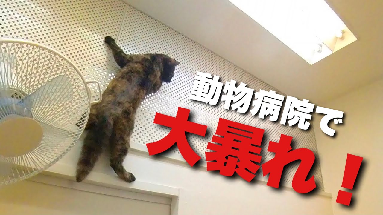 【保護猫がなつくまで】動物病院でも大暴れ！先生を困らせる・・・。サビ猫保護猫日記