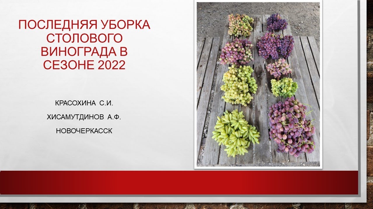 Последняя уборка столового винограда сезона 2022@Krasokhina