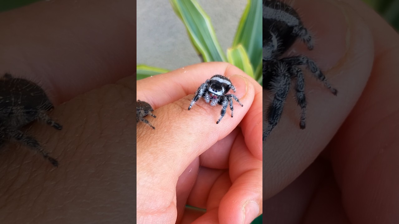 TINY JUMPING SPIDER/ PHIDIPPUS REGIUS🕷🇨🇭 #kawaii #spider #pet #cute #animal #jumpingspider #petlover