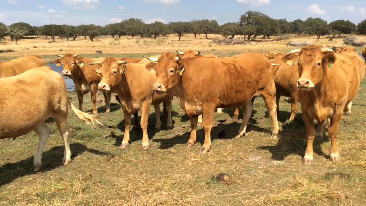 Mertolenga and Limousine Cows