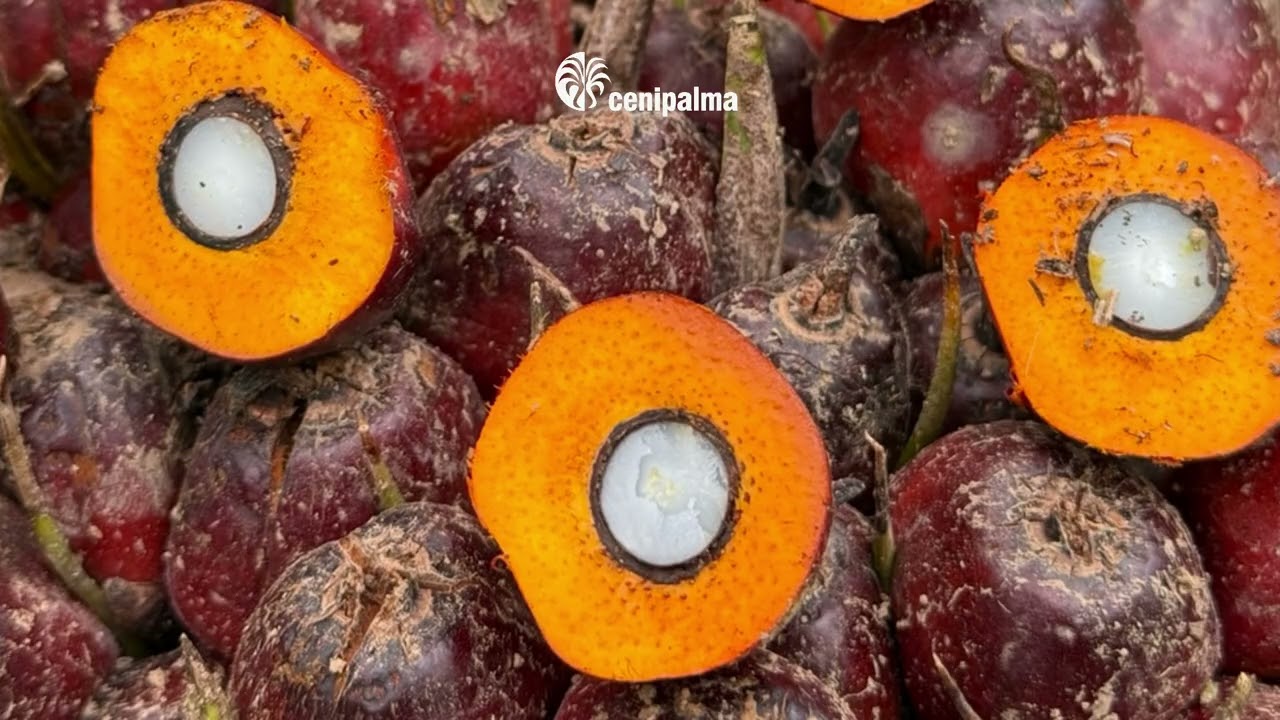 5 claves para una nutrici&oacute;n adecuada en el cultivo de palma de aceite | CENIPALMA