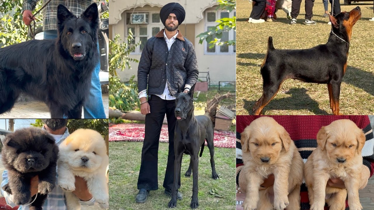 MUST WATCH AMRITSAR DOG SHOW 2025🔥Cheapest Puppy market in Punjab 🐶 DHANOA KENNEL ❤️