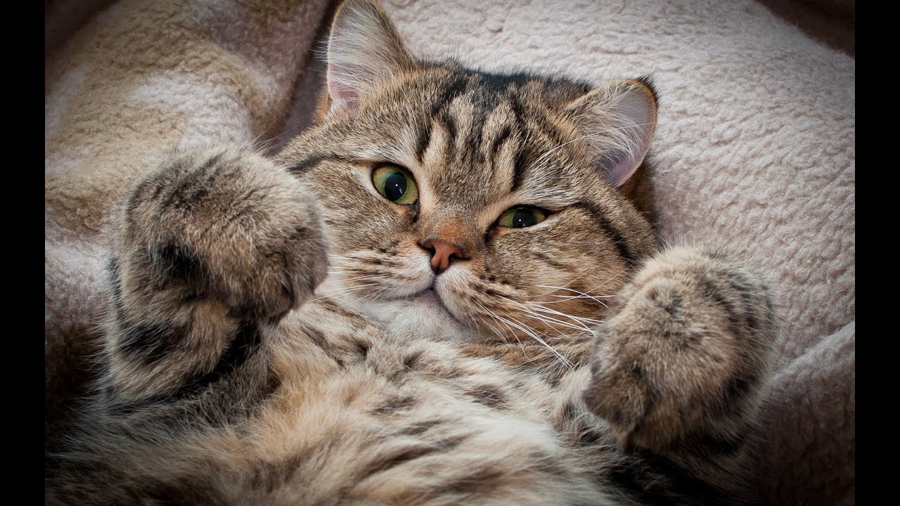 dora =*