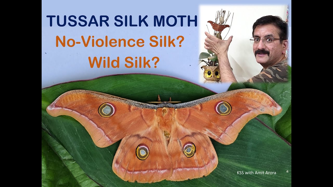 45: Tussar Silk Moth, No-Violence Silk?, Wild Silk?