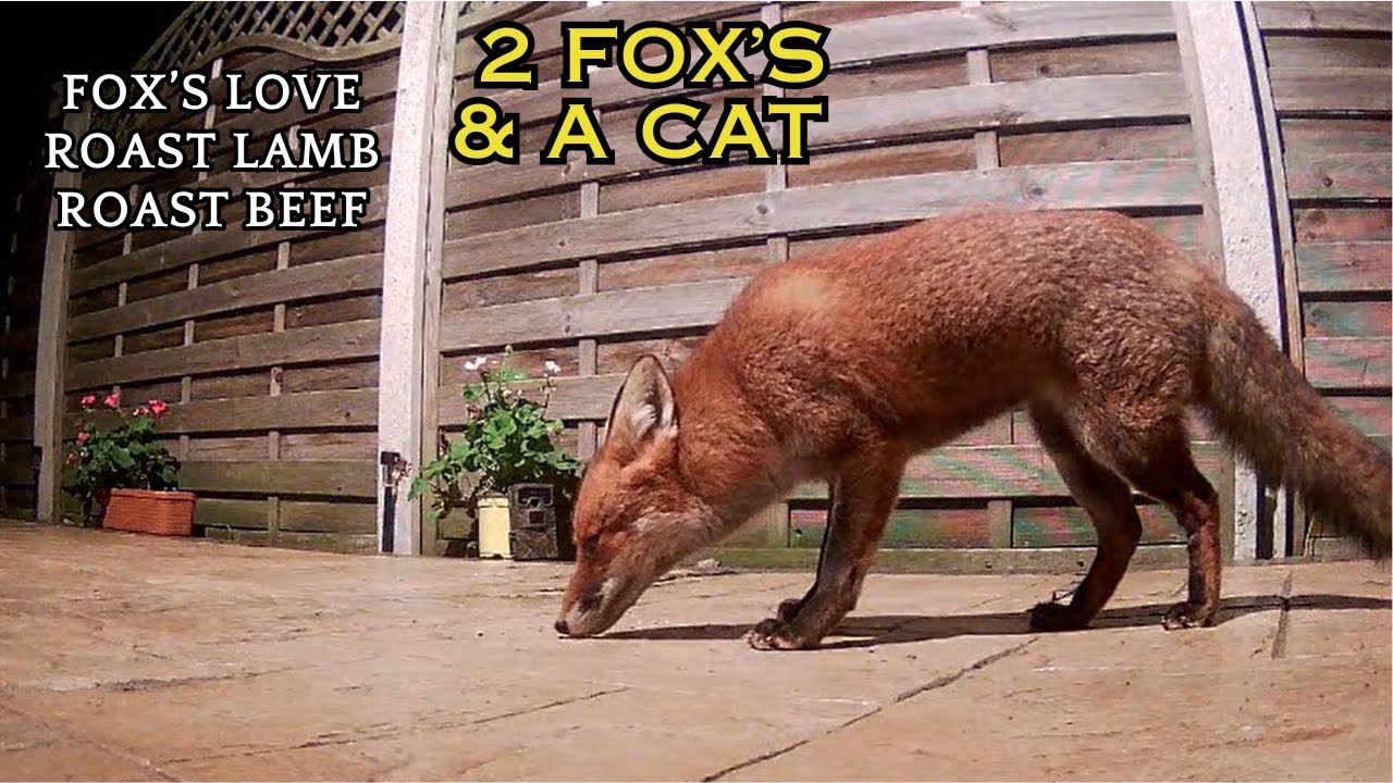 2 FOXS & A CAT FEEDING