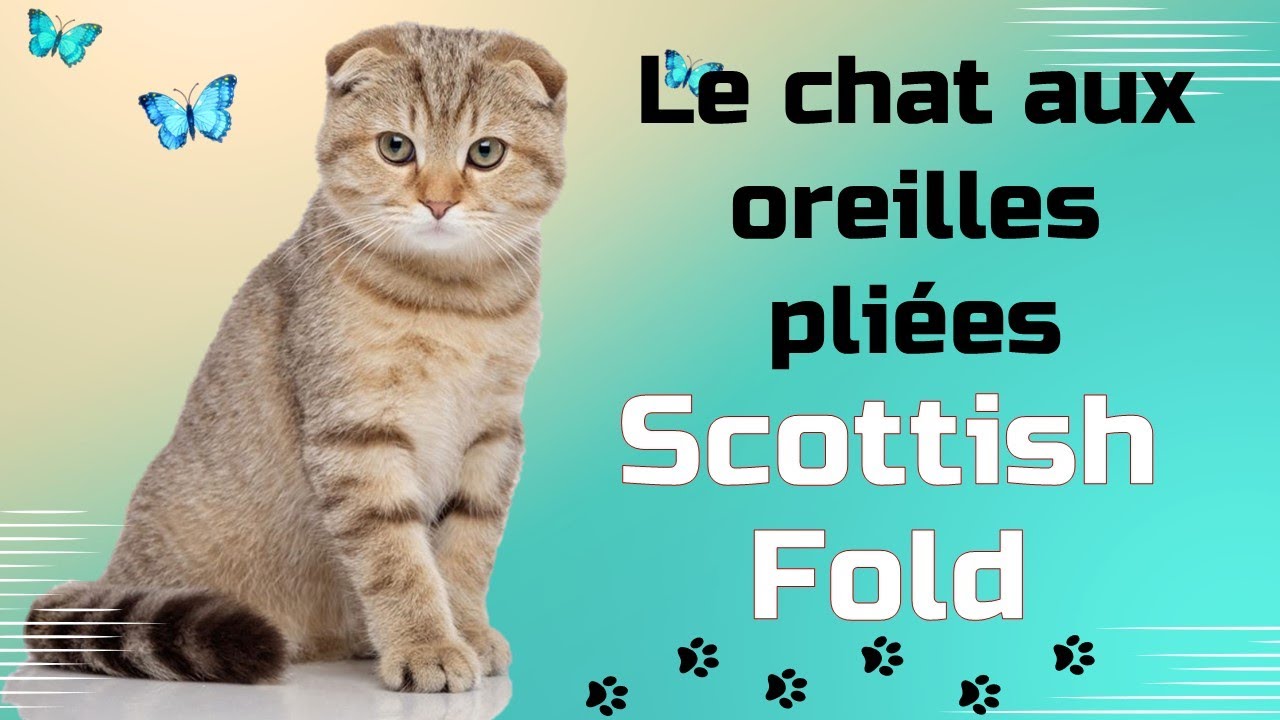 Le Scottish Fold : bien plus qu'un visage d'ange
