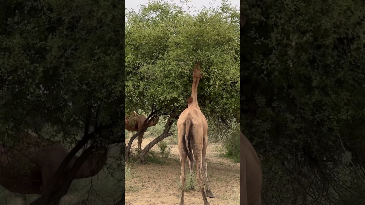 Hungry Camel #camellahomeoflifestyles #camel #animals #desert #wildlife #arabic