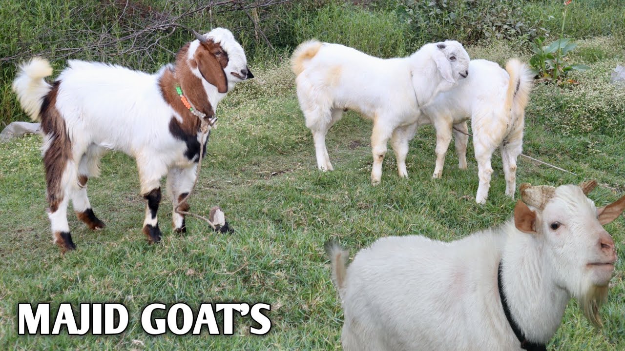 Pure Zirapuri Malwa Kid's & Bantam Goat's At Majid Goat Farm