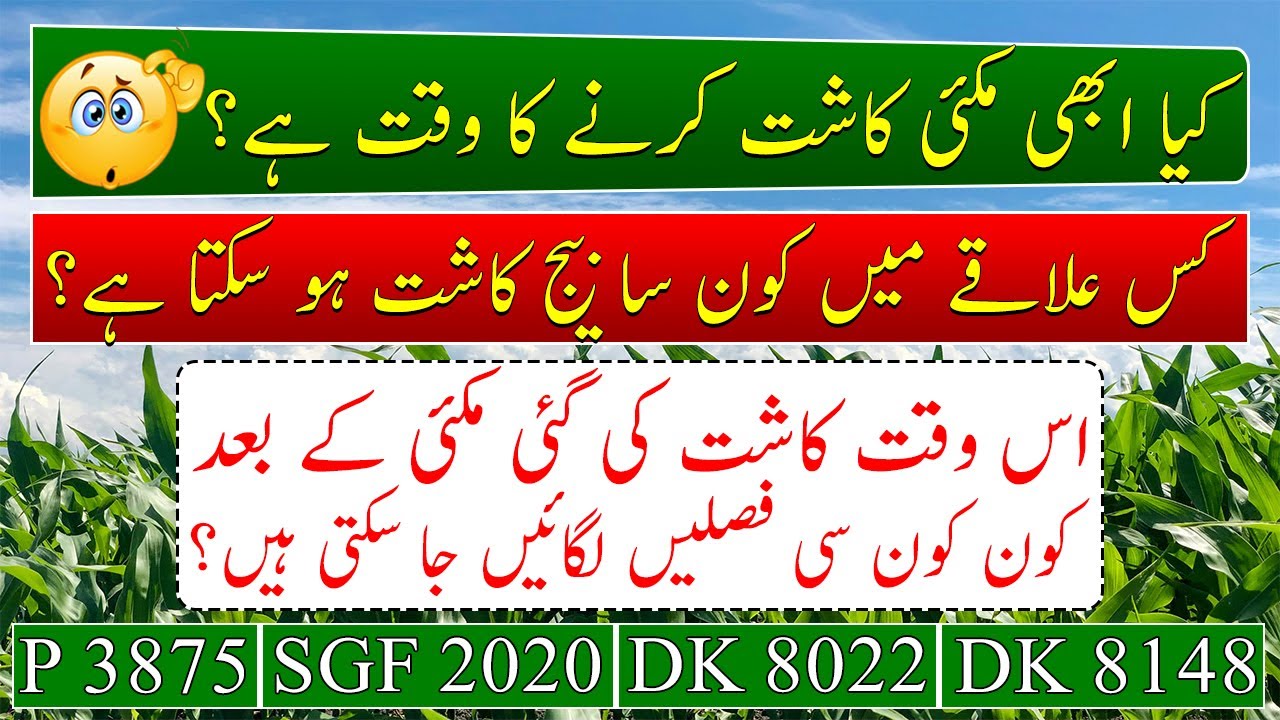 Maize sowing time details| can we sow maize in September? Best seed to sow maize in September 