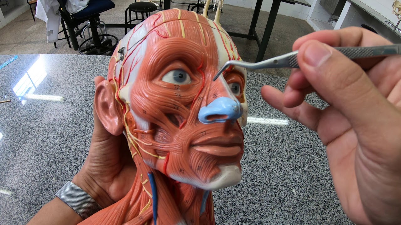 Músculos da face e pescoço