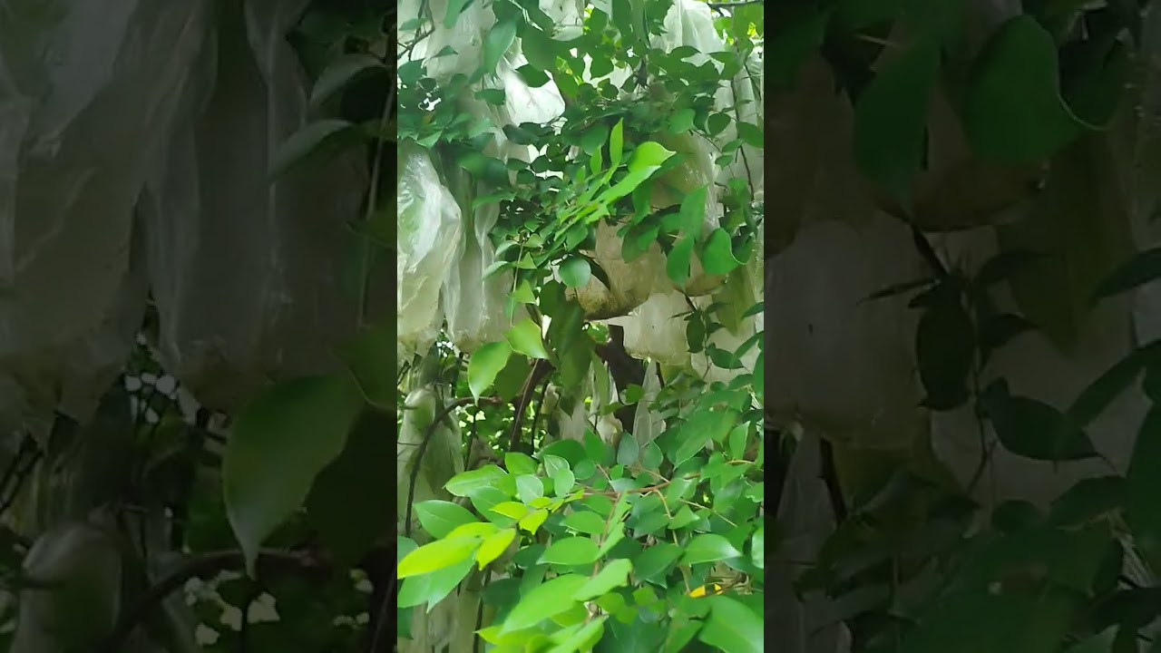 Blimbing  tidak ada stok akibat nya ini di sini masih  kosong