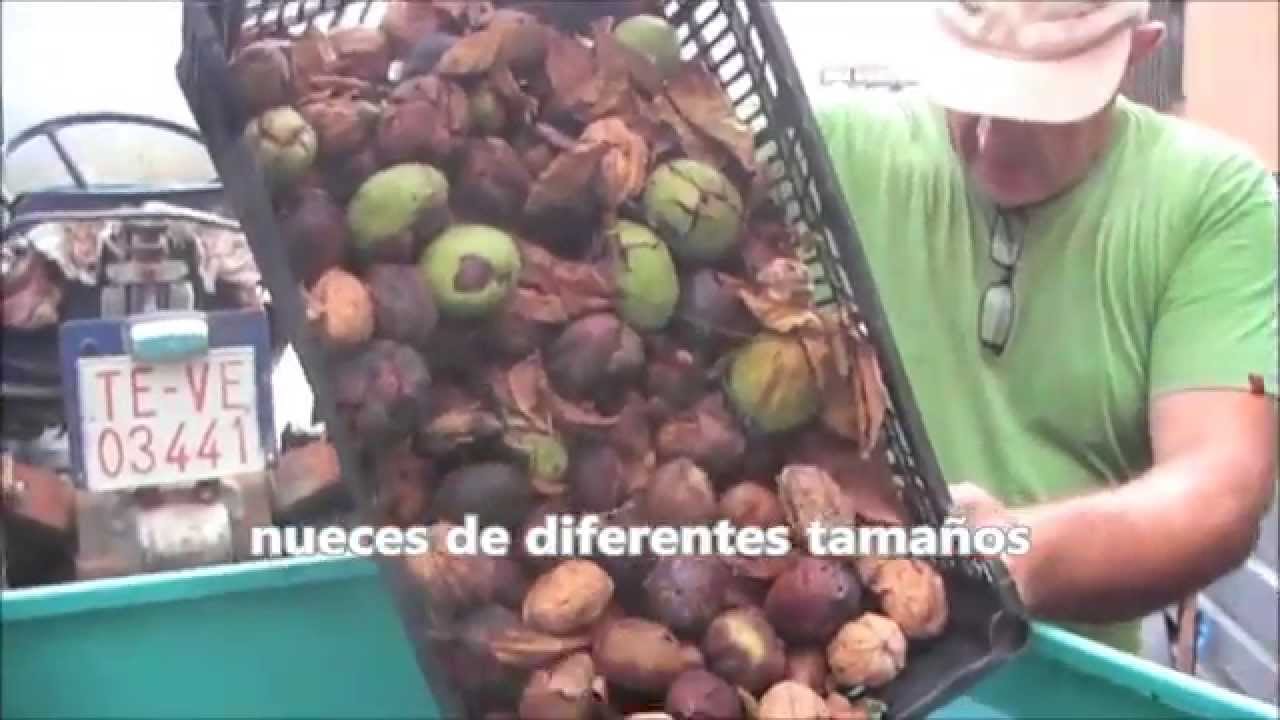 Máquina peladora de nueces marca Estupiña