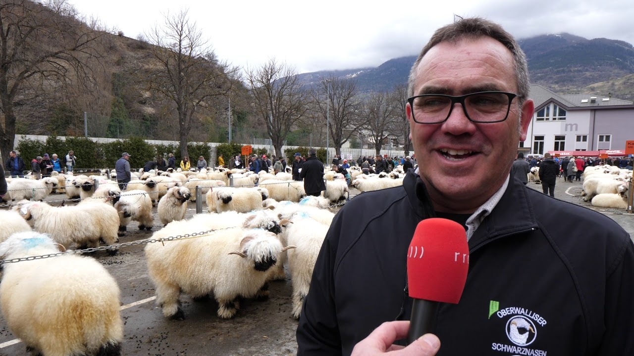 Der traditionelle Widdermarkt der Oberwalliser Schwarznasenzucht in Visp.