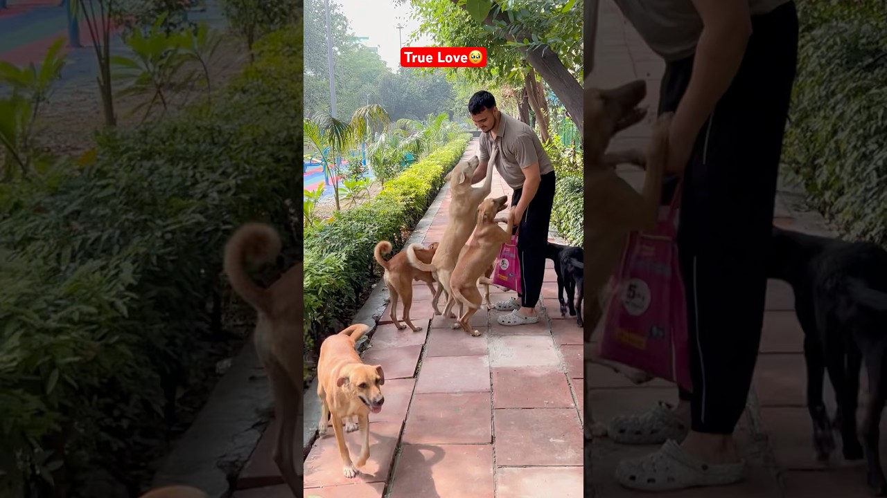 True Love🥹 Feeding Stray Dogs❤️ #dog #feed #shorts #love #feedingfurfriends