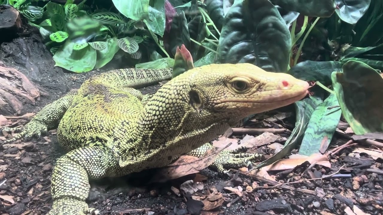Woodland Park Zoo tropical Asia