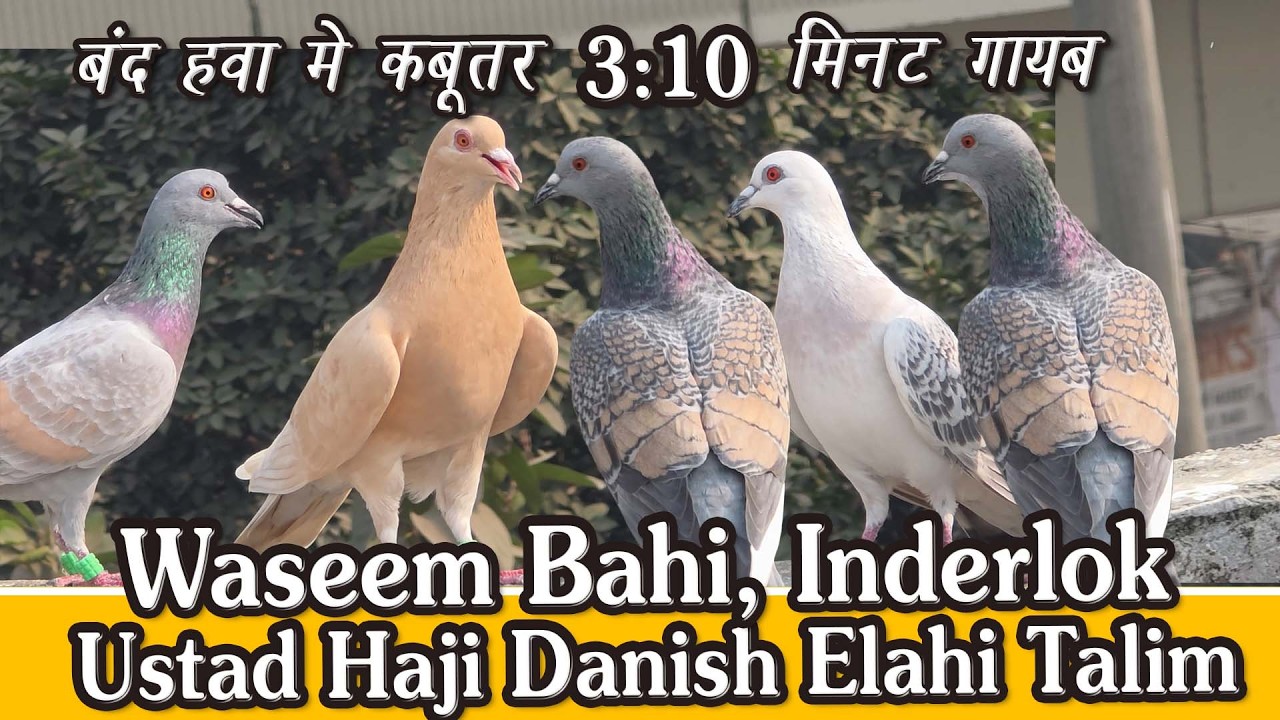 Waseem Bhai K Kabutar Band Hawa me 3:10 Minutes Gayab, Khalifa Fareed, Ustad Haji Danish Elahi Talim