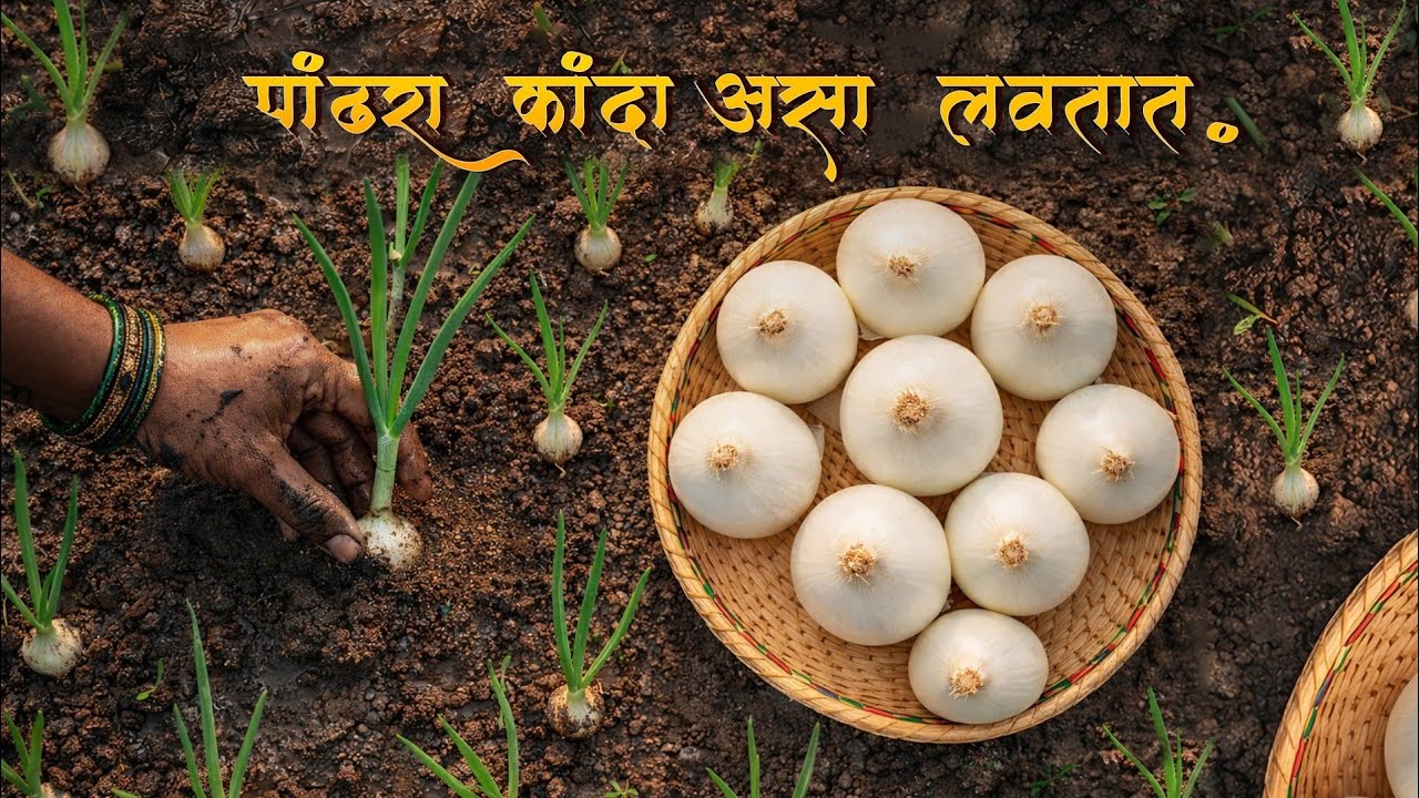 Pandhra Kanda Lagwad | White Onion Planting