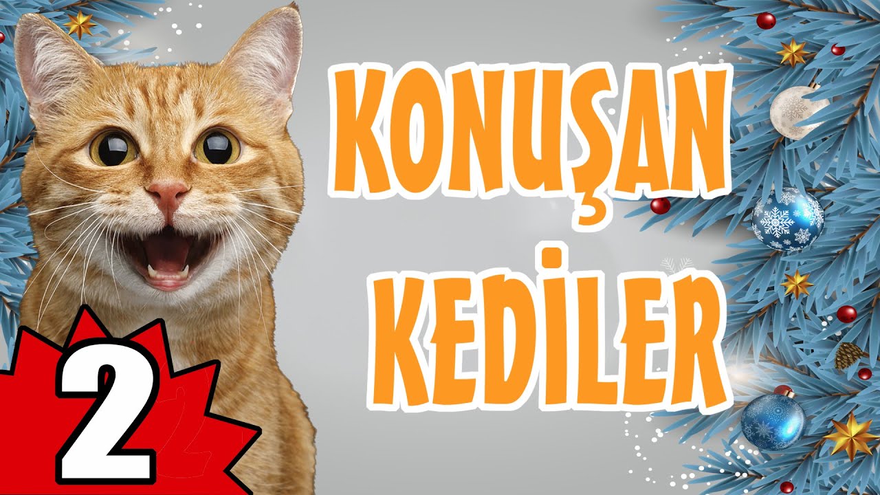 Konuşan Kediler 2 - En Komik Kedi Videoları