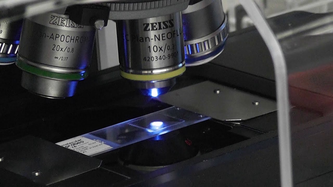 Zeiss LSM880 Airyscan confocal - startup and shutdown