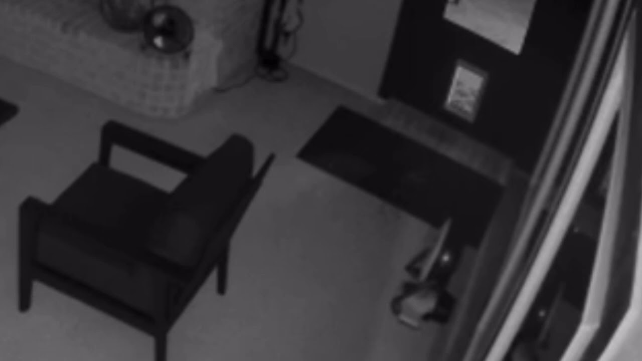 Massive Frog Breaks into House through Doggy Door