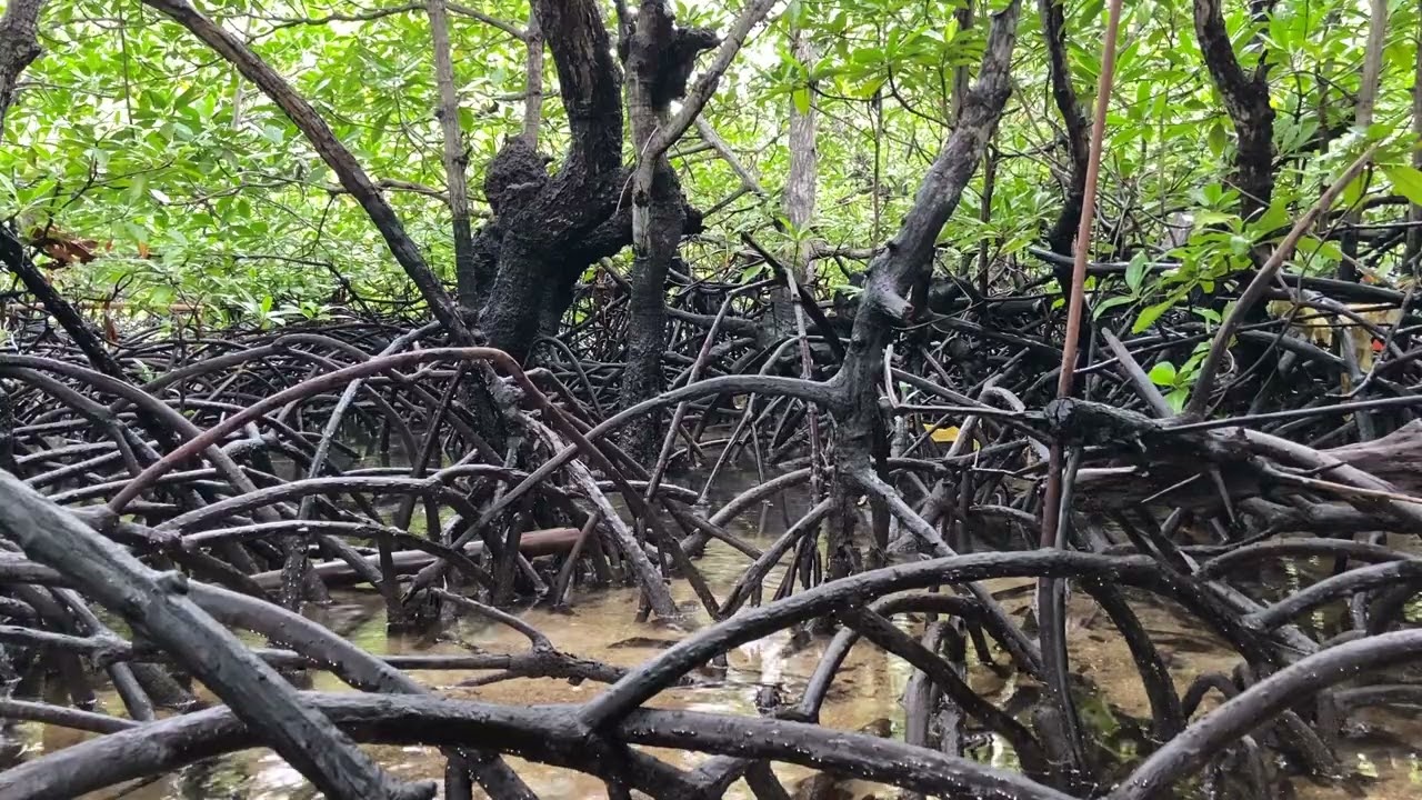 Rain in the Mangrove Forest | Deep Sleep Sounds