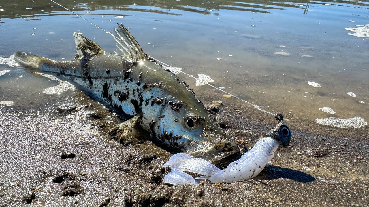 PESCA de PARGOS y R&Oacute;BALOS de ORILLA con goma tipo Langostino