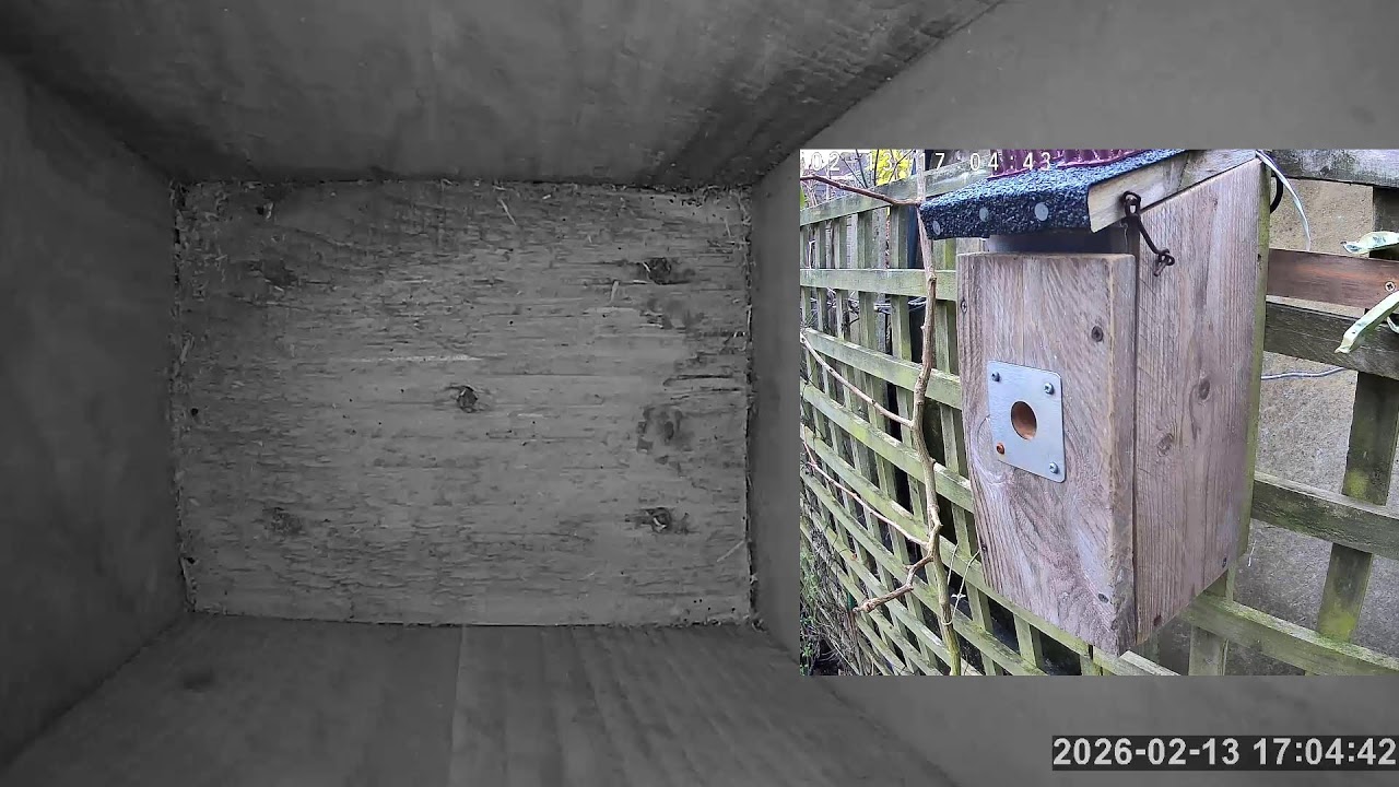 SoBo Nest Box Live Stream