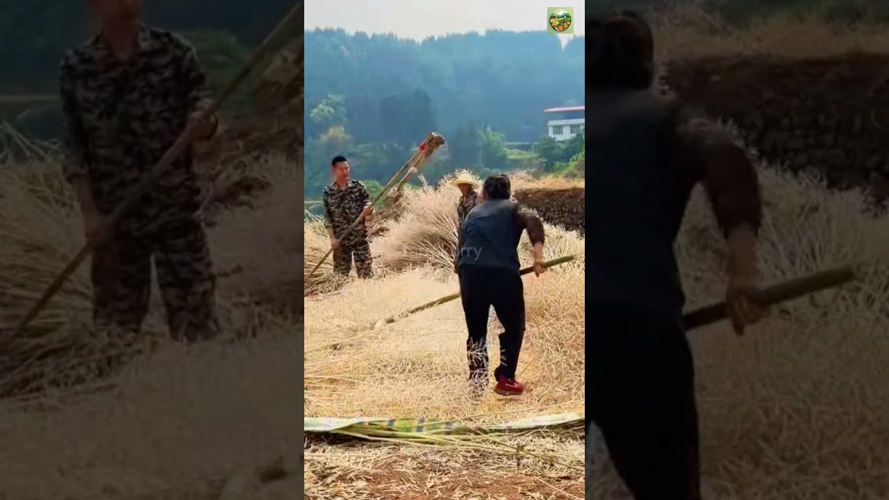 chinese village workinglife #reels #shorts #chinesevideo #satisfying #farming #harvest #villagelife