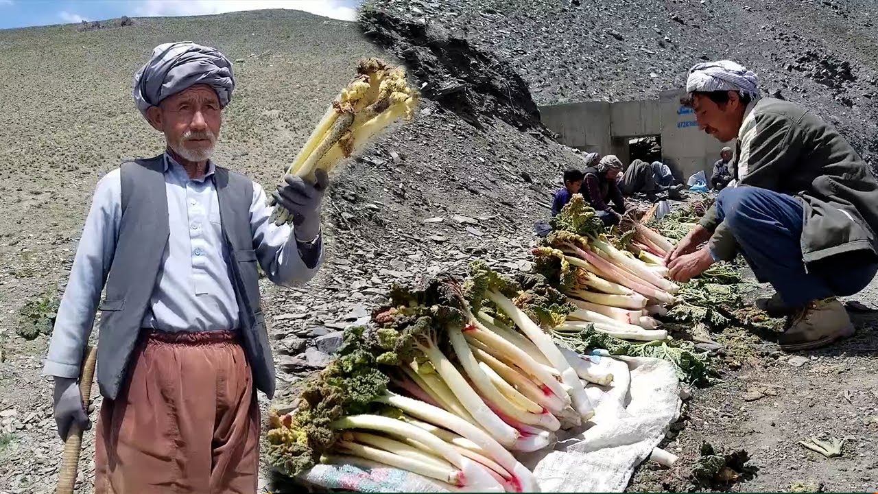 فصل برداشت رواش در کوهای حصه اول بهسود ولایت میدان وردک @exploretheworldtodaytv