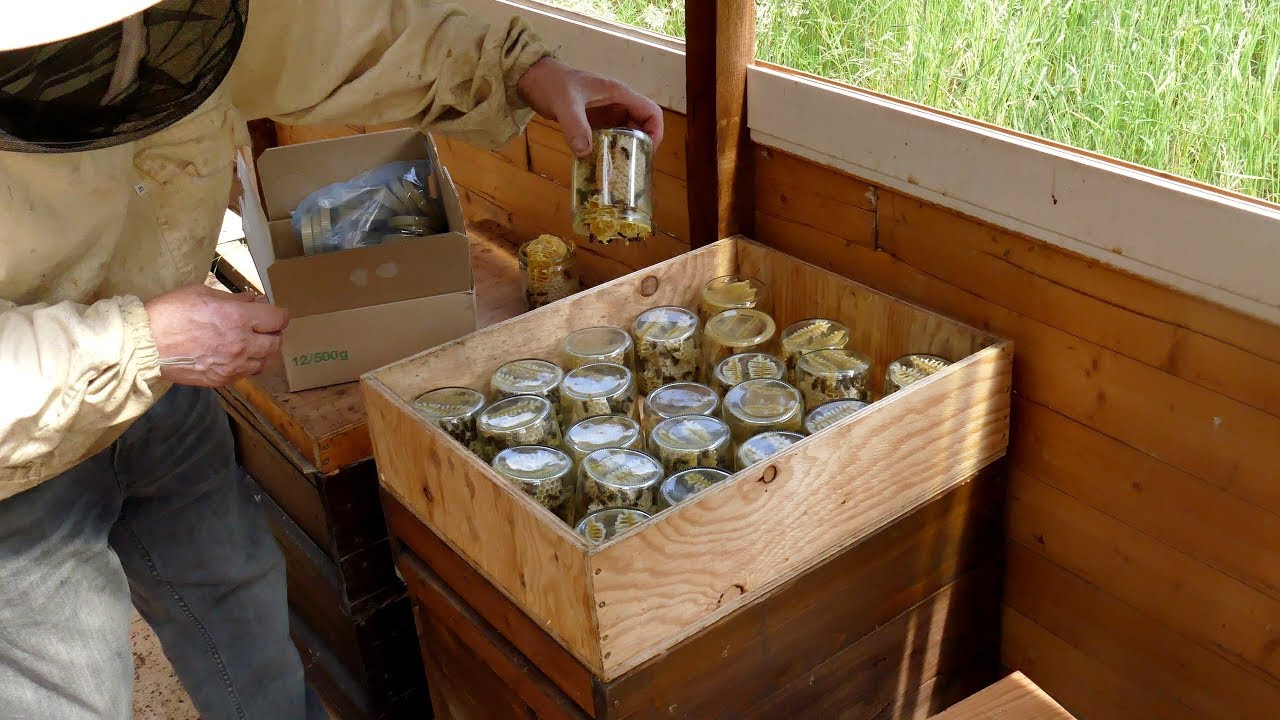 Bienen sammeln Honig in`s Glas/Пчелы собирают мед в Банку/Bees collect honey in the glass