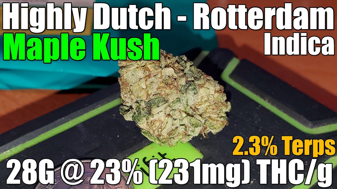 Highly Dutch - Rotterdam Indica Maple Kush - Review - 28g @ 23% THC | 2.3% Terps (+Extreme Closeups)