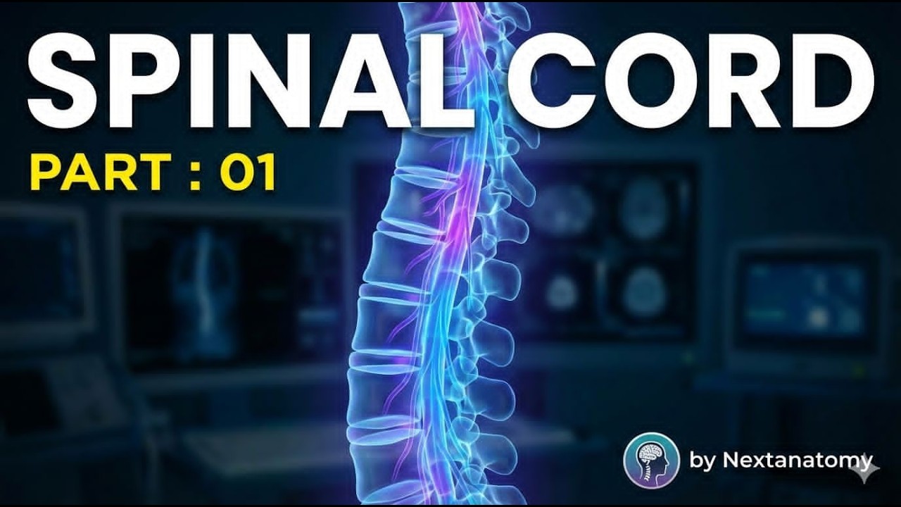 Spinal Cord - External Features