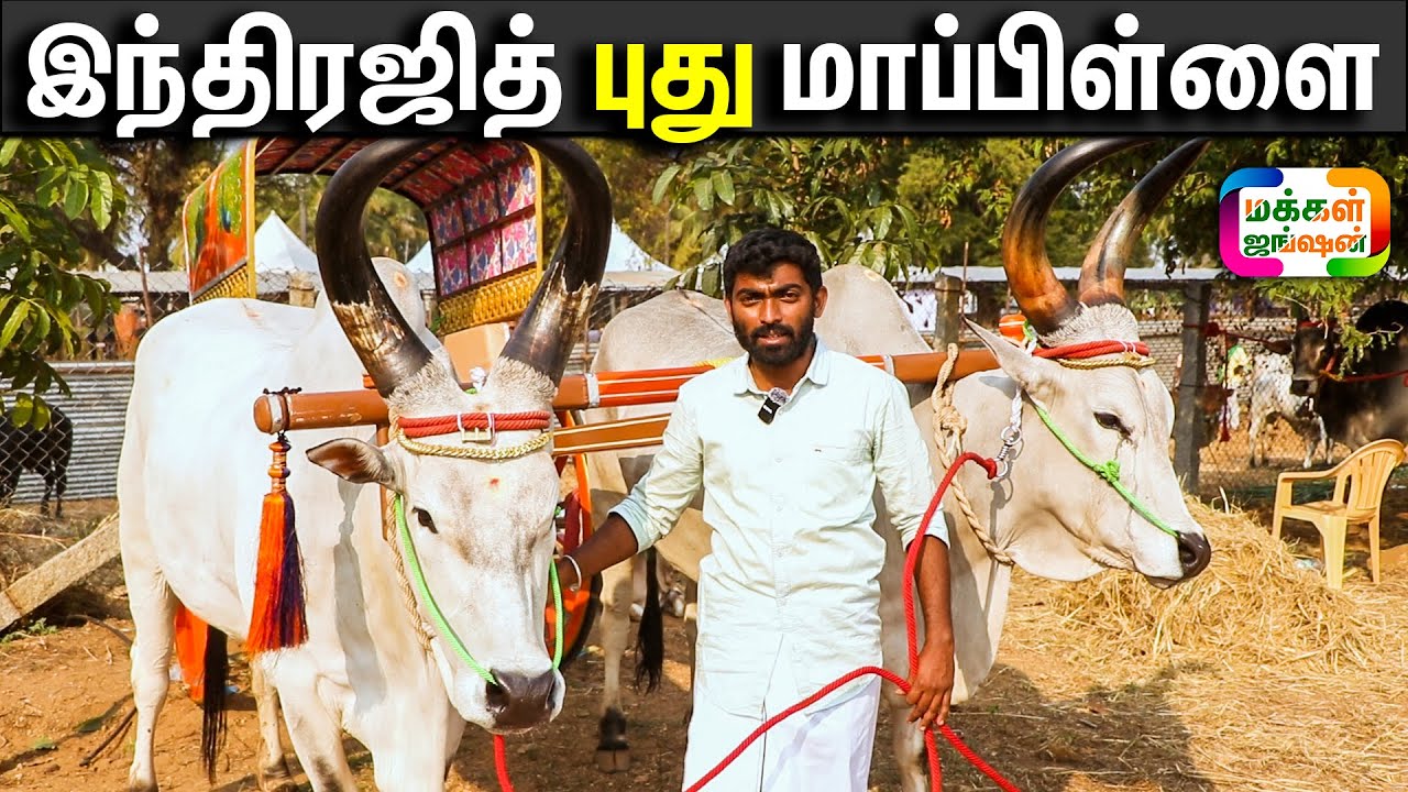 காங்கேயம் மாடுகள் அழகுப்போட்டி, இந்திரஜித், AET பள்ளி வளாகம், திமில் 2025, புது மாப்பிள்ளை #bull
