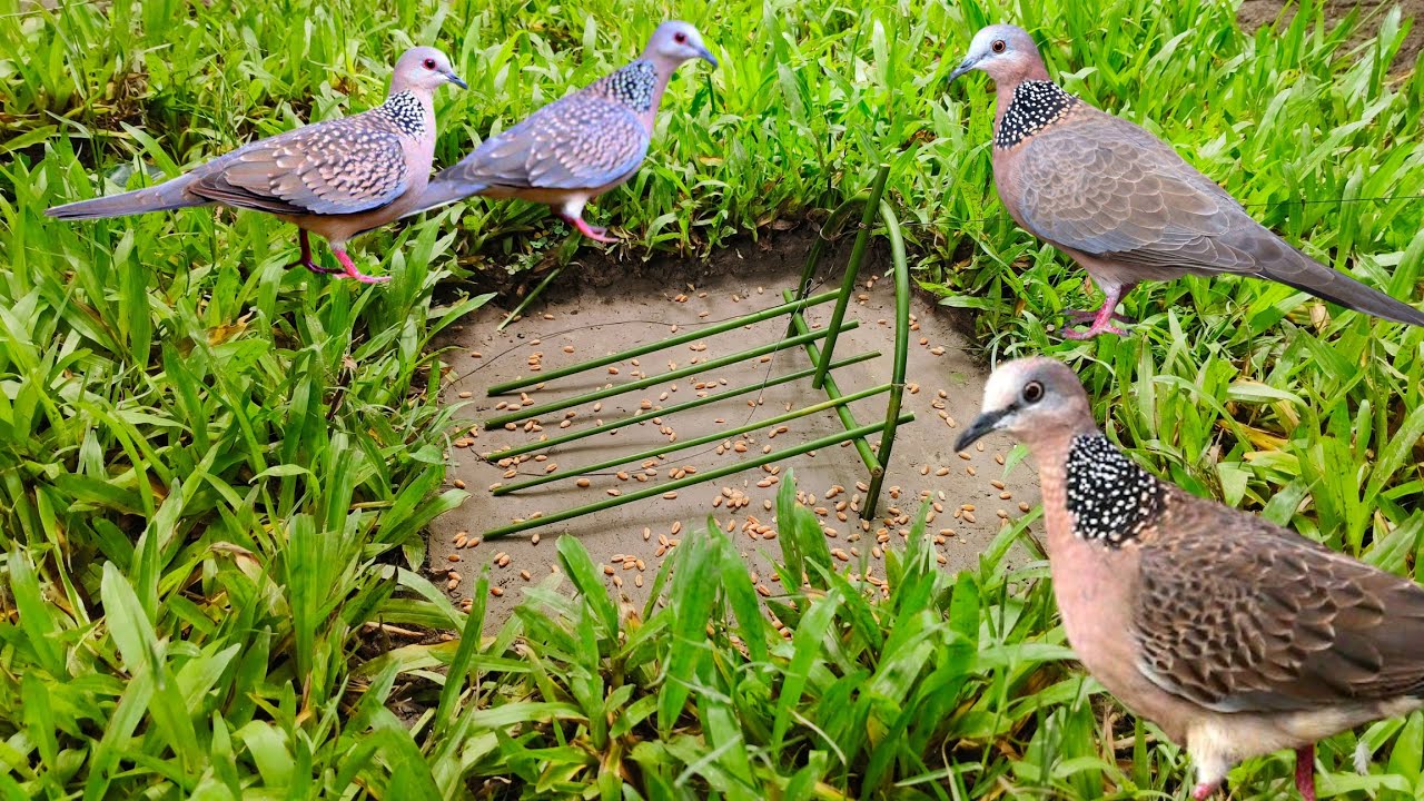 Natural bird trap using bamboo stick