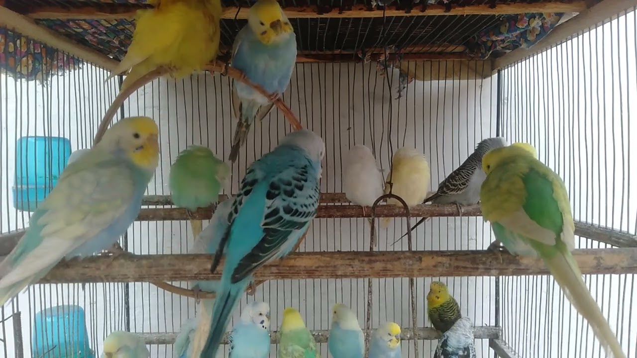 🐤✨ Eine kleine Sache, die deinen Wellensittich SOFORT glücklicher macht
